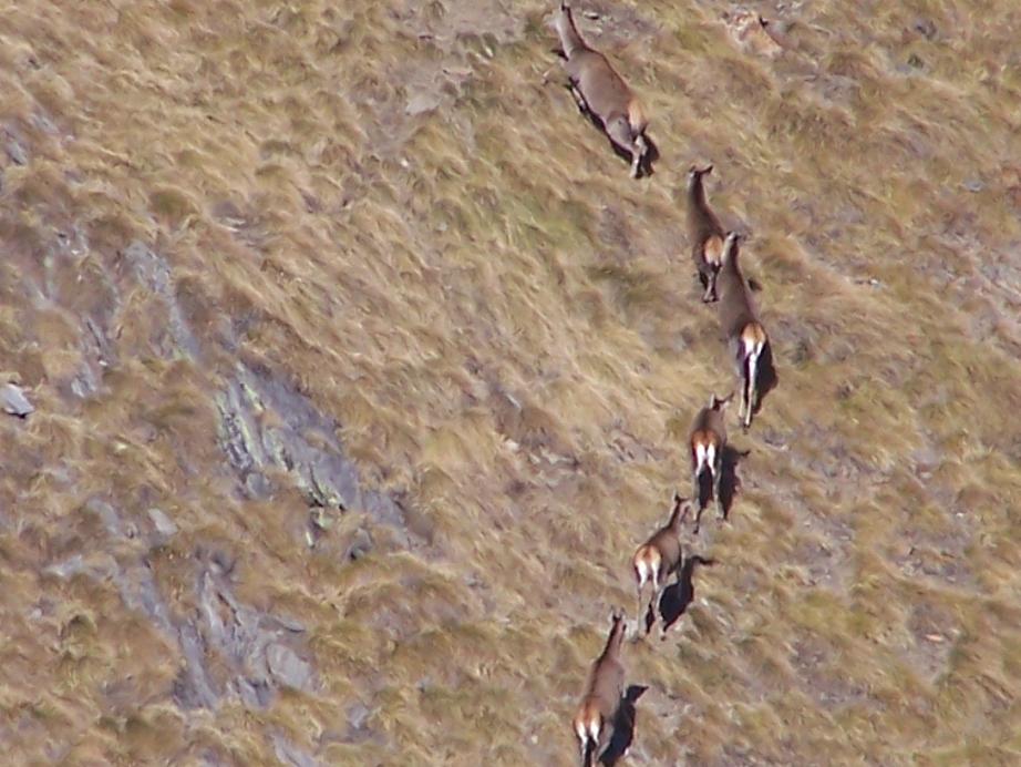 PASSIONE PER IL CERVO